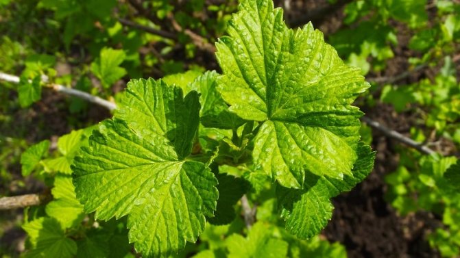 currant leaves