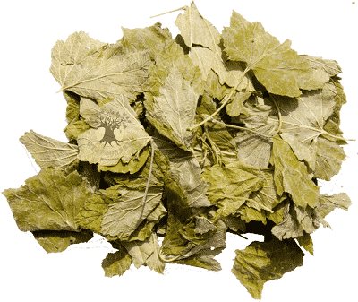 feuilles de cassis