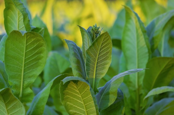 Тютюневите листа са най-добрият начин за борба със зелевите вредители