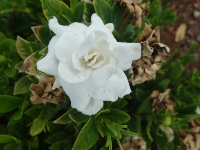 gardenia löv