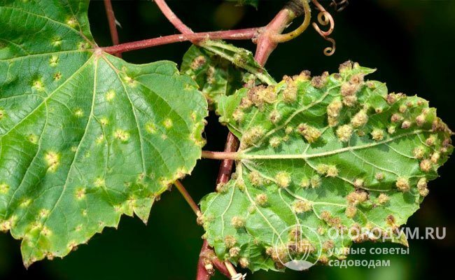 Ang mga dahon ng ubas na apektado ng phylloxera (grape aphid) - isa sa pinakakaraniwang mga peste sa pananim