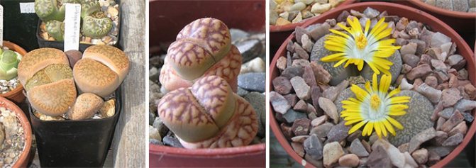Lithops Aucamp, Bromfield at Compton