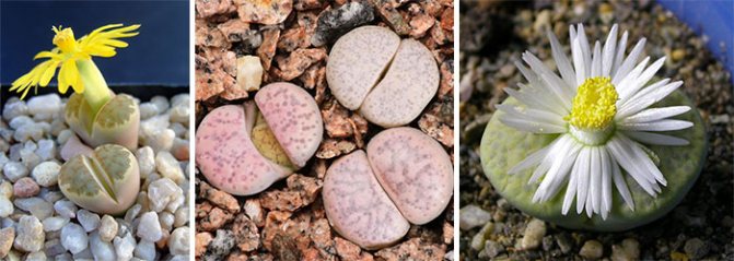 Lithops Dorothea, Franz and the redhead