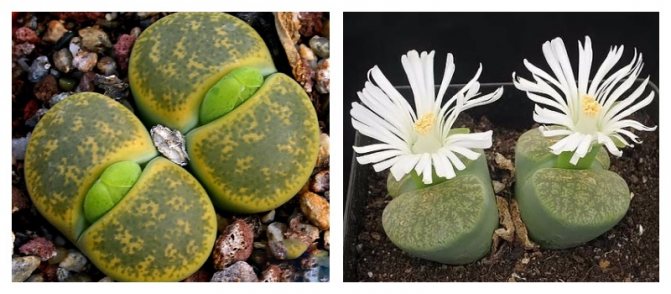 Lithops - plantes étonnantes qui ressemblent à des pierres