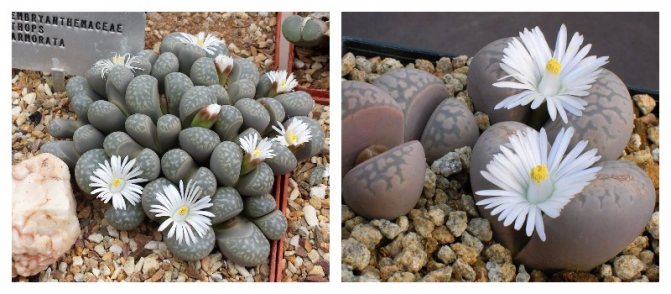 Lithops - tumbuhan luar biasa yang kelihatan seperti batu