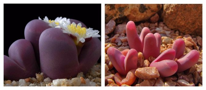 Lithops - amazing plants that look like stones