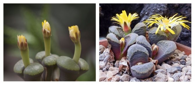 Lithops - tumbuhan luar biasa yang kelihatan seperti batu