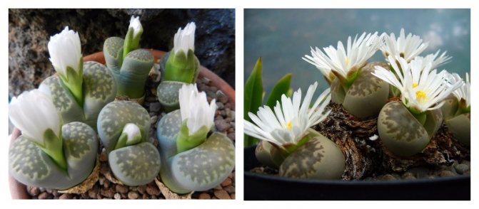 ליטופס - צמחים מדהימים שנראים כמו אבנים