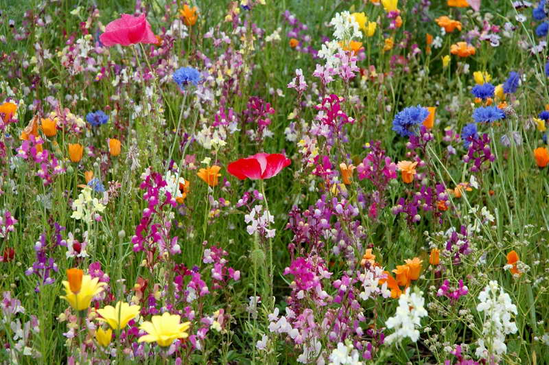 Toadflax with poppies and cornflowers photo