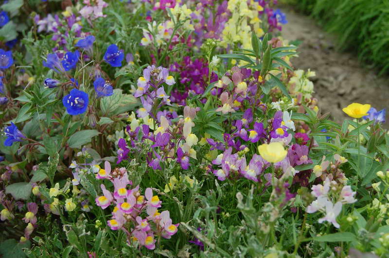 Toadflax in the garden photo