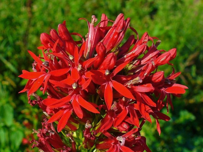 Lobelia kardinal (lila)