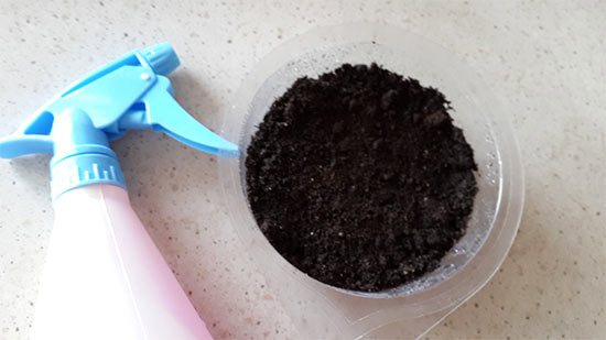 Lobelia: pěstování ze semen doma