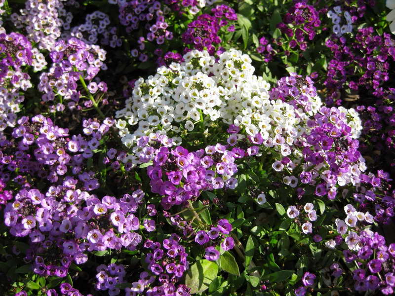 Lobularia fragrant mix photo Planting and care