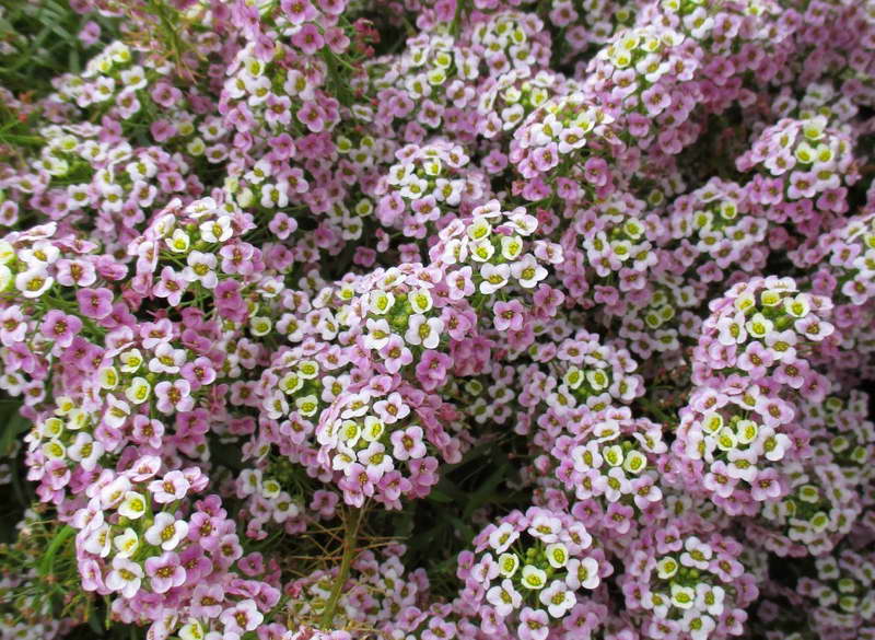 Lobularia bicolor pink stream photo cultivation and care