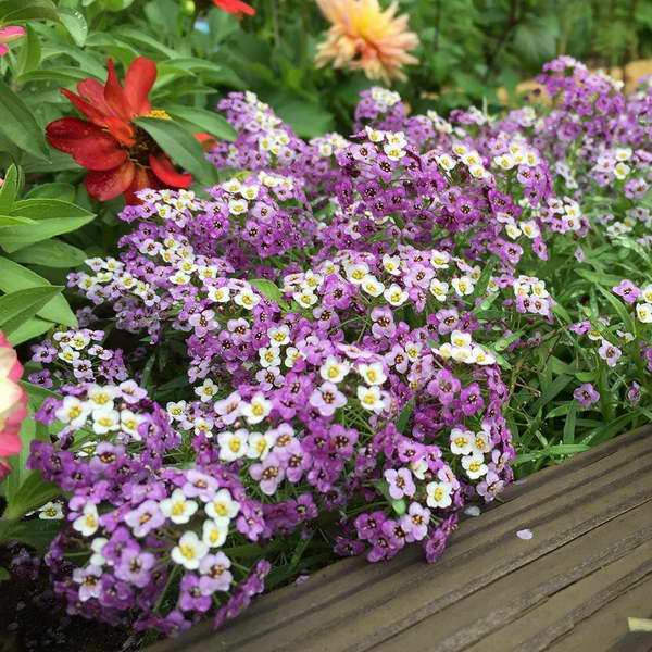 Lobularia lucia lavender Foto von Blumen Anbau und Pflege