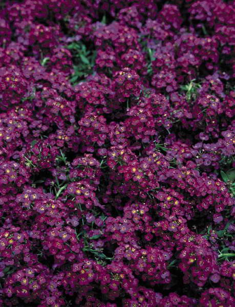 Lobularia lucia fialová fotka