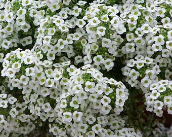Lobularia lucia vit odling och vård foto