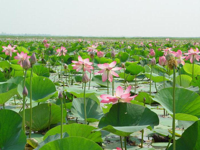 descriere nutritivă de lotus