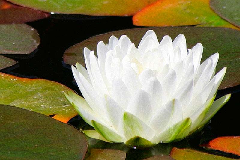 Lotus ist die älteste Blume
