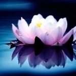 Lotus Symbol von Indien Foto