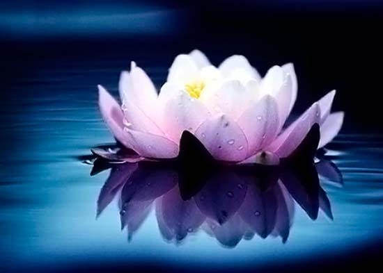 Lotus Symbol von Indien Foto