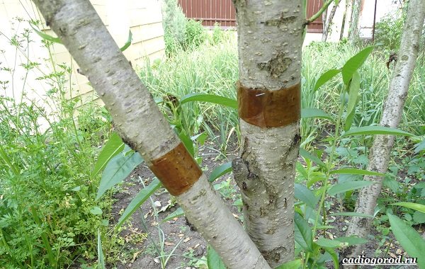 Ceinture-de-chasse-aux-arbres-Qu'est-ce-pourquoi-vous-avez-besoin-et-comment-faire-une-ceinture-de-chasseur-do-it-yourself-22
