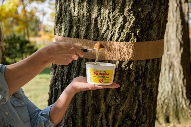 Trapping belt for trees