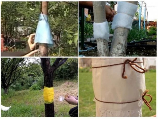 Fishing belt for tree protection: when to apply and remove