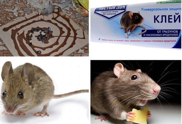 Chytání myší lepidlem