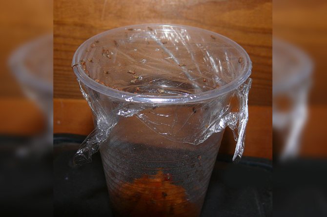 Trap ng Plastic Cup
