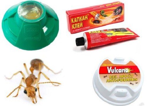 مصائد للنمل والحشرات الزاحفة الأخرى