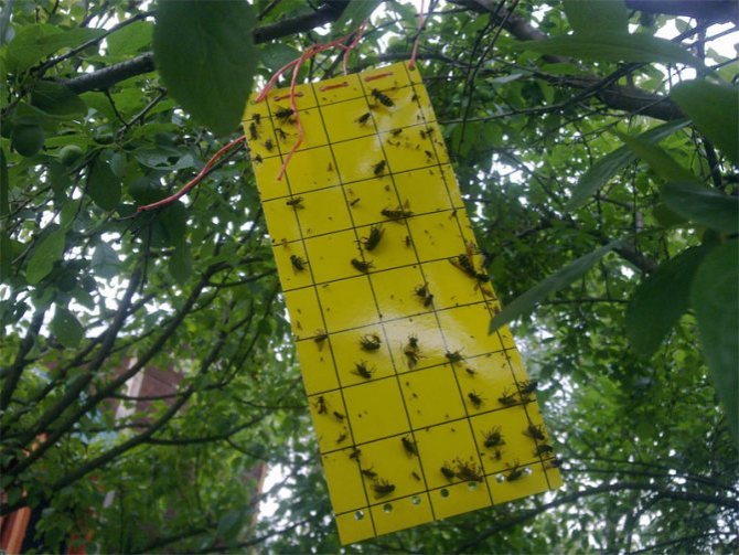 insect traps