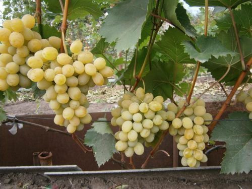 Grape vine Phenomenon