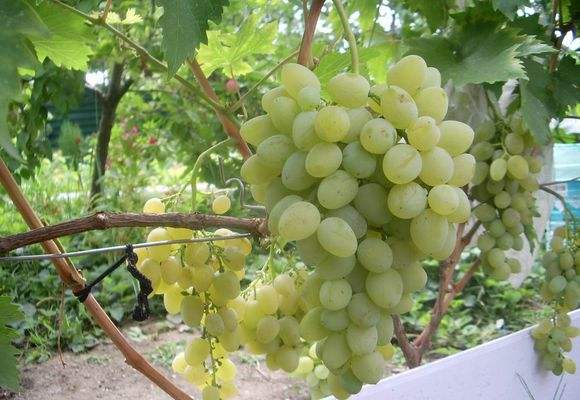 White grape vines