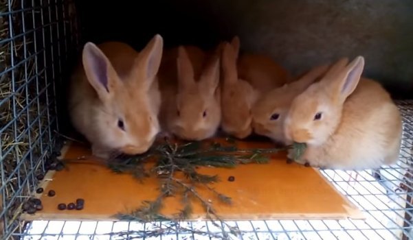 nejlepší plemeno králíků - burgundské