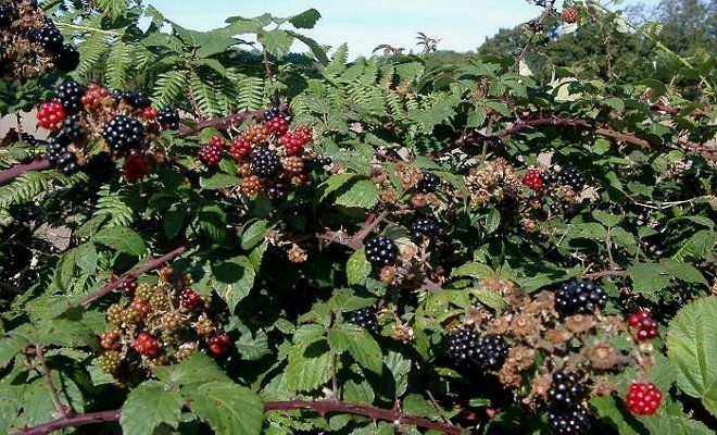 Blackberries grow best in flat and sunny places. Loves loose and neutral soil