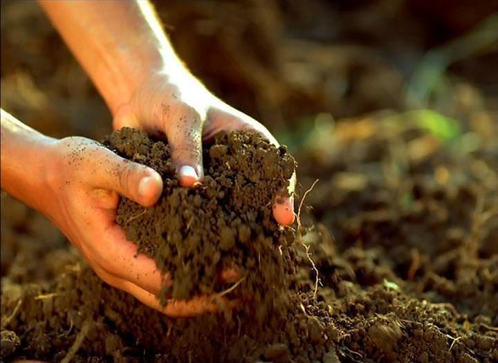 Sorrel växer och utvecklas bäst på sandjord eller lerjord, samt på områden som representeras av torvjord