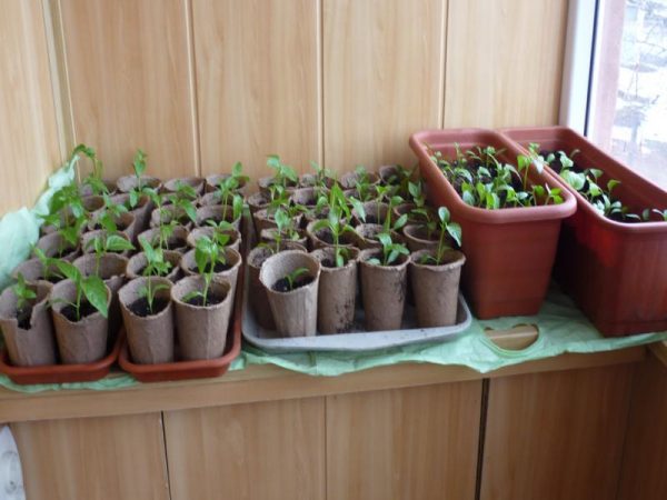 The best solution for seedlings is planting in peat pots