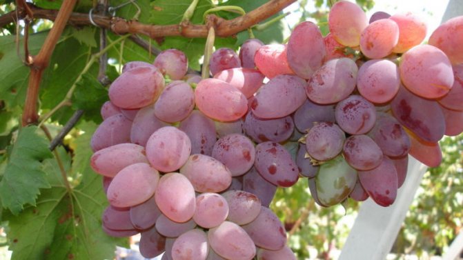 Varieti anggur tahan fros terbaik: ciri, keterangan, kriteria pemilihan