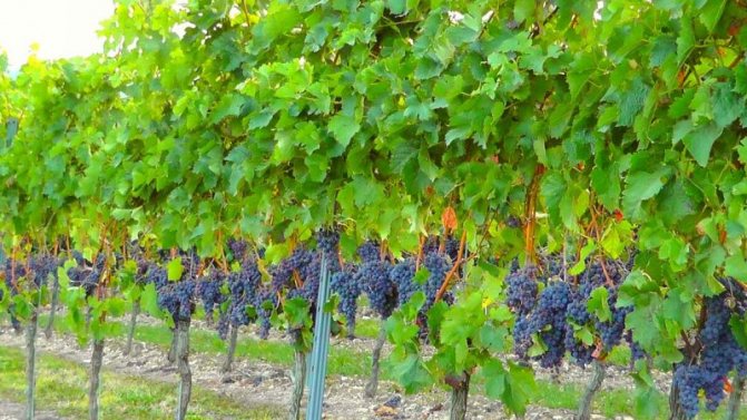 The best frost-resistant grape varieties: characteristics, description, selection criteria