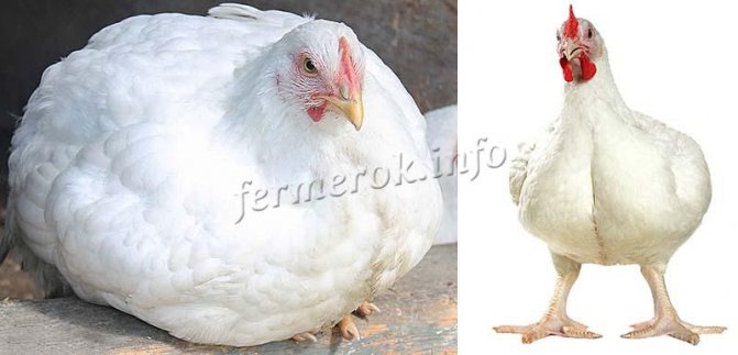 Най-добрите породи пилета-бройлери