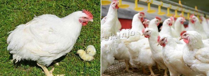 The best breeds of broiler chickens