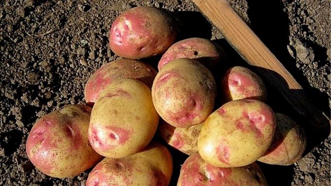 Varieti kentang awal terbaik: