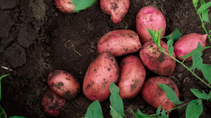 »Ang pinakamahusay na mga maagang varieties ng patatas: