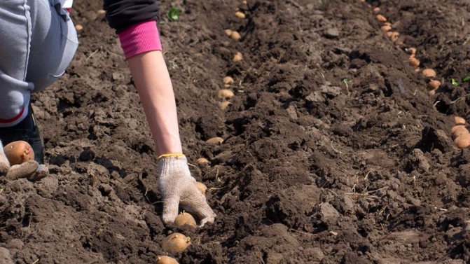 '' أفضل أصناف البطاطس المبكرة: