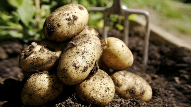 »Ang pinakamahusay na mga maagang varieties ng patatas: