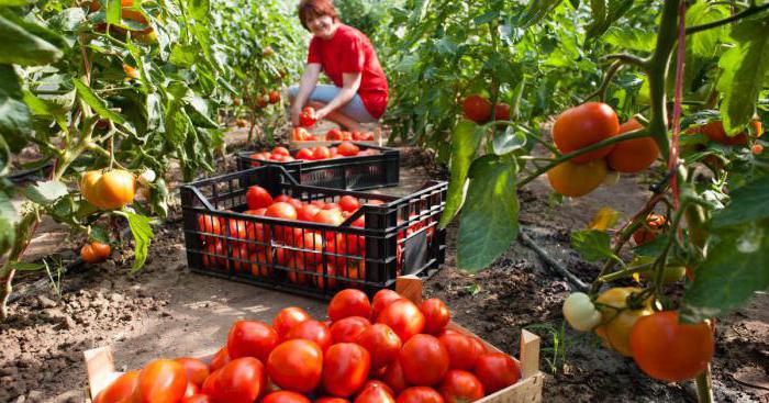 bästa sibiriska tomatfrön för växthus recensioner