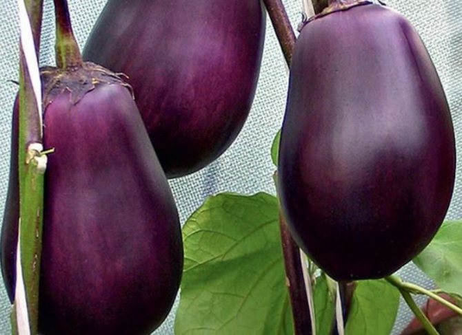 De bästa sorterna av aubergine Black Moon