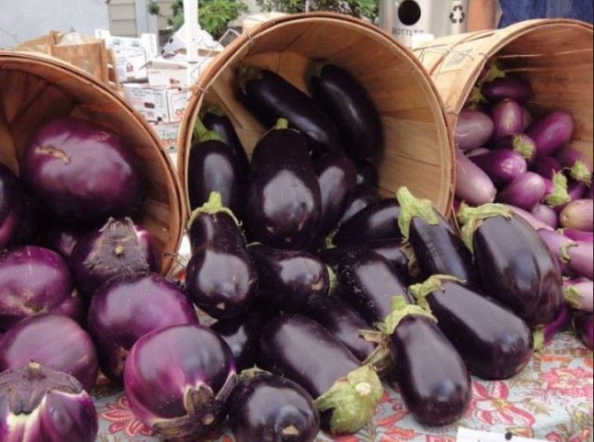 De bästa sorterna av aubergine introduktion
