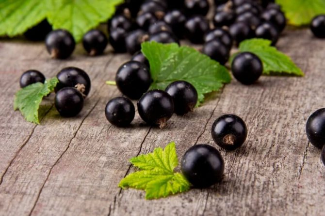 Cele mai bune soiuri de coacăze negre dulci cu fructe de pădure mari pentru regiunea Moscovei
